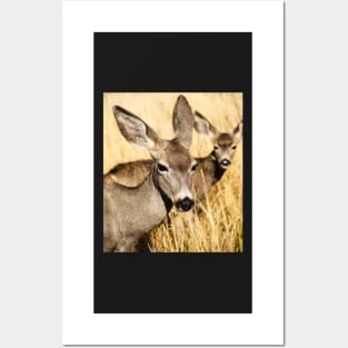 Whitetail Deer and Her Fawn Posters and Art